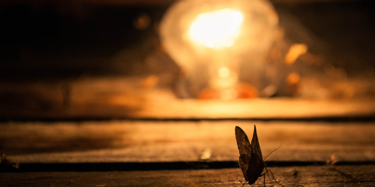 Why Are Insects Attracted To Light?