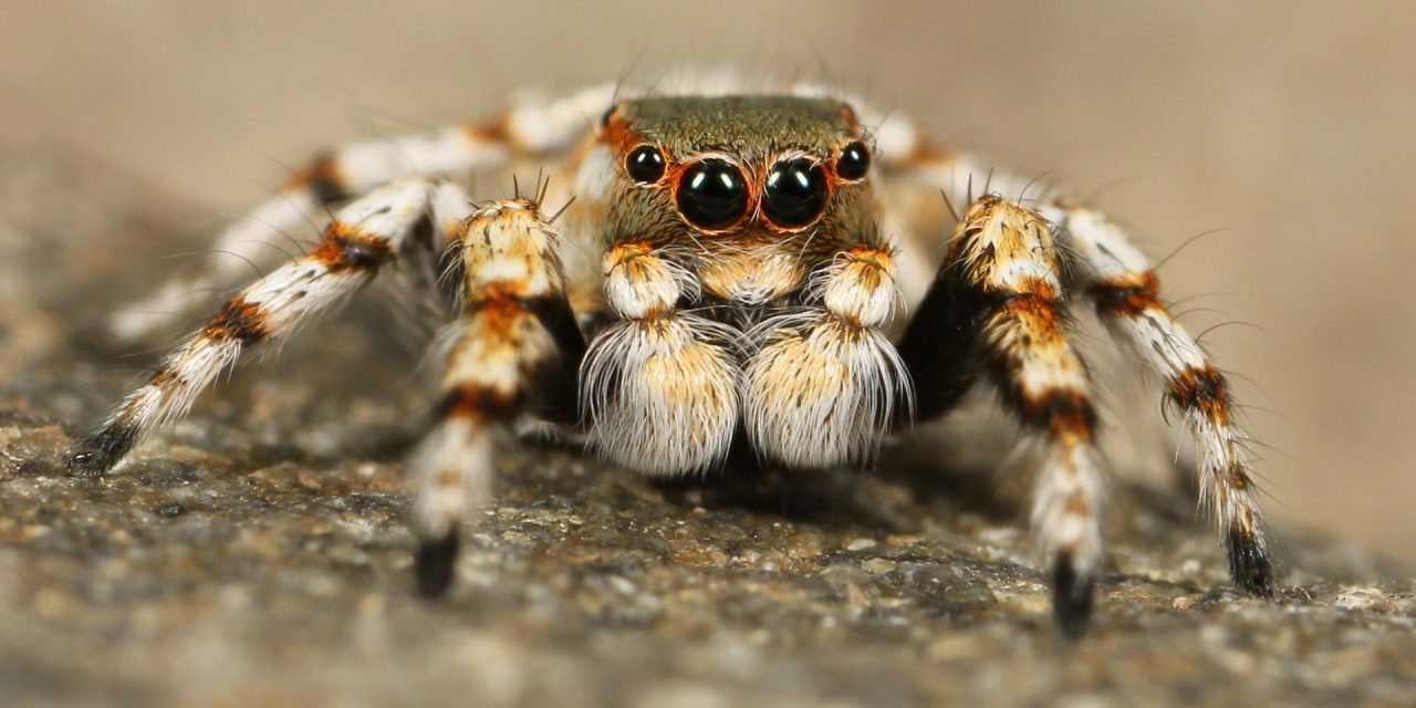 Best setup for a Jumping Spider?