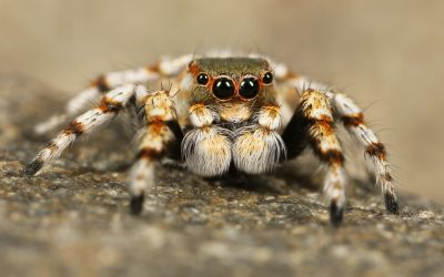 Best setup for a Jumping Spider?