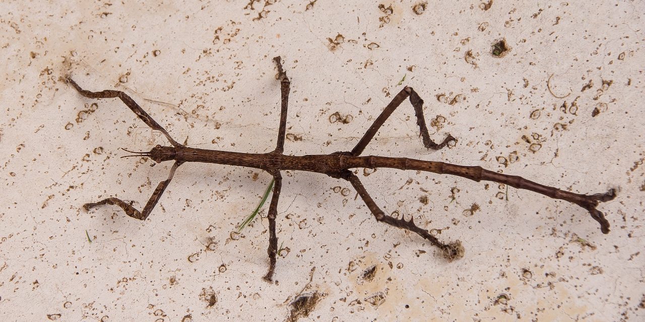 Is a Stick Insect Poisonous?