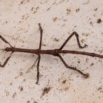 Is a Stick Insect Poisonous?