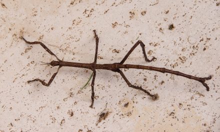 Is a Stick Insect Poisonous?