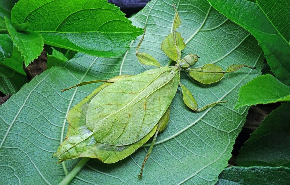 Why Are My Leaf Insects Not Hatching?