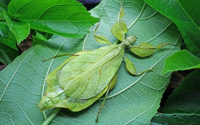 Why Are My Leaf Insects Not Hatching?