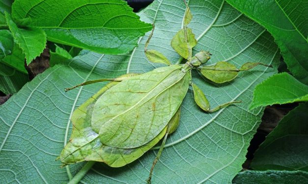 Why Are My Leaf Insects Not Hatching?