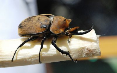 What Are The Most Dominant Species Of Insects?