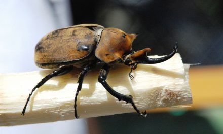 What Are The Most Dominant Species Of Insects?