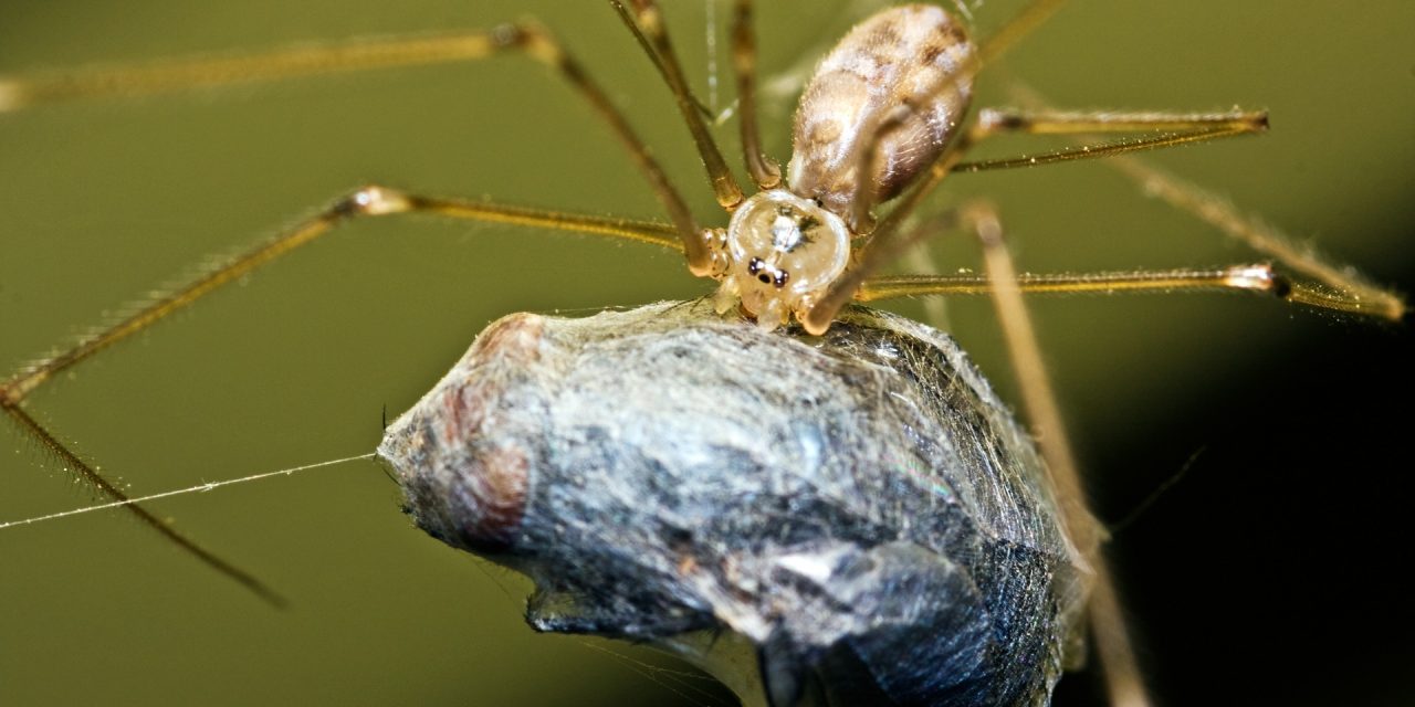 What Do You Feed Spiders?