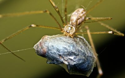 What Do You Feed Spiders?