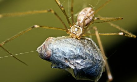 What Do You Feed Spiders?