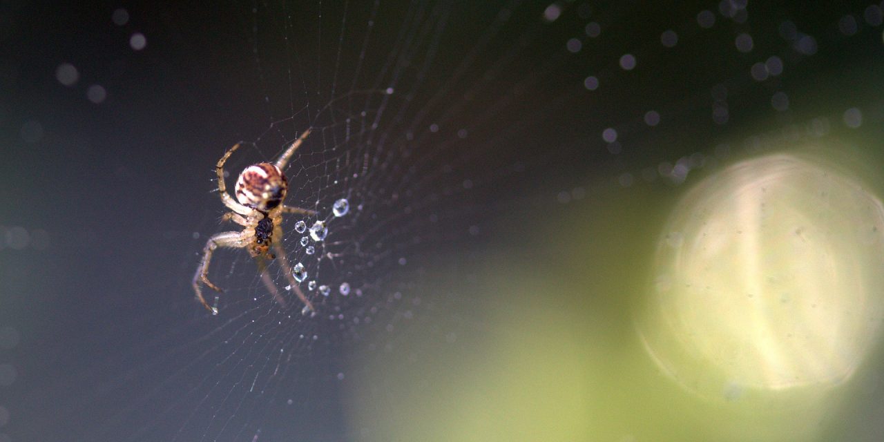 Do Spiders Drink Water Or Do They Just Get Fluids From The Bugs They Eat?