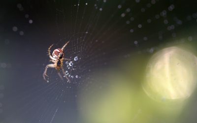 Do Spiders Drink Water Or Do They Just Get Fluids From The Bugs They Eat?