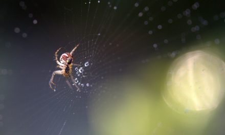 Do Spiders Drink Water Or Do They Just Get Fluids From The Bugs They Eat?