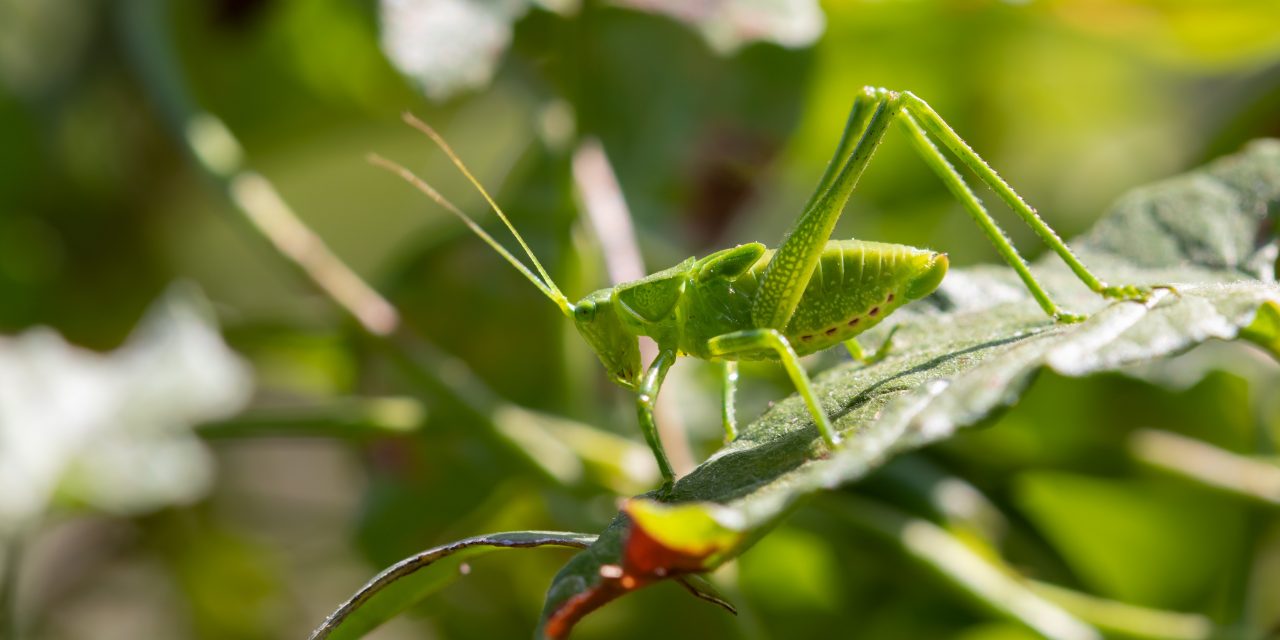 Do Katydids Bite?