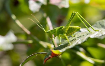 Do Katydids Bite?