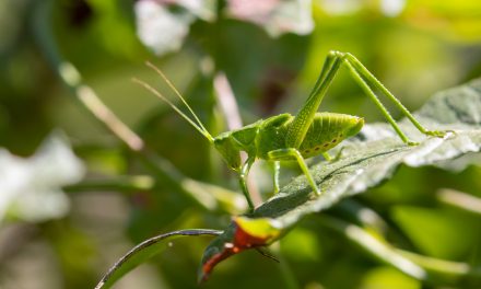 Do Katydids Bite?