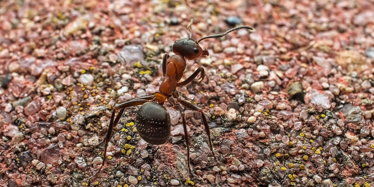 How To Start An Ant Farm