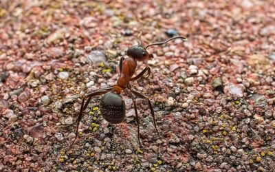 How To Start An Ant Farm