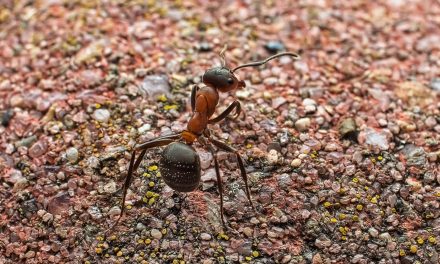 How To Start An Ant Farm