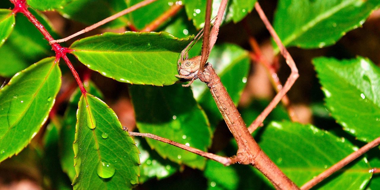 Can Anything Live With Stick Insects?