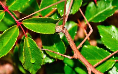 Can Anything Live With Stick Insects?