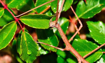 Can Anything Live With Stick Insects?