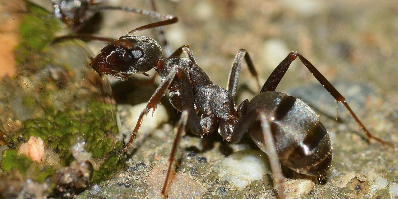 What Do Ants Do With Their Injured?