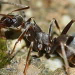 What Do Ants Do With Their Injured?