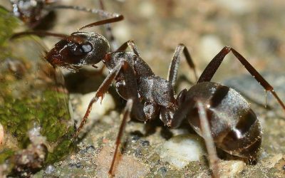 What Do Ants Do With Their Injured?