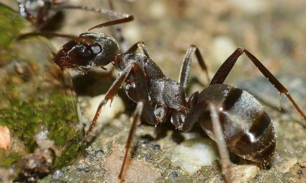 What Do Ants Do With Their Injured?