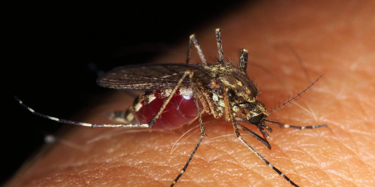 Why do mosquitoes exist?