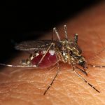 Why do mosquitoes exist?