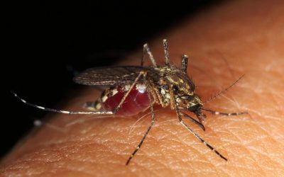 Why do mosquitoes exist?