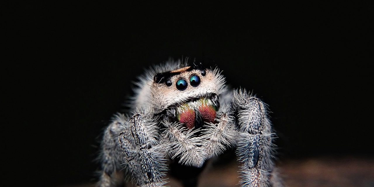 Keeping A Jumping Spider As A Pet