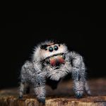 Keeping A Jumping Spider As A Pet