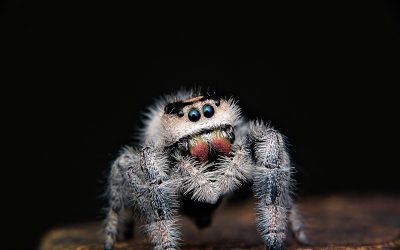 Keeping A Jumping Spider As A Pet