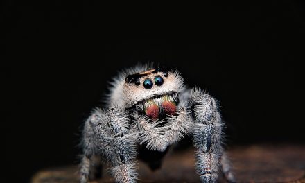 Keeping A Jumping Spider As A Pet