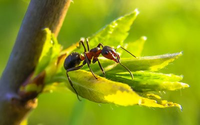 What Is An Insect?