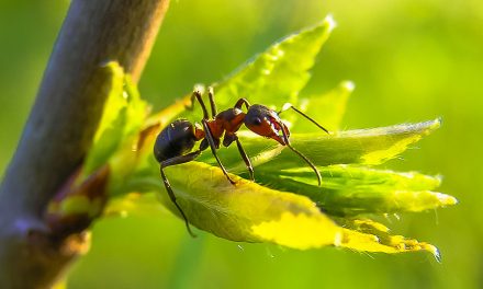 What Is An Insect?