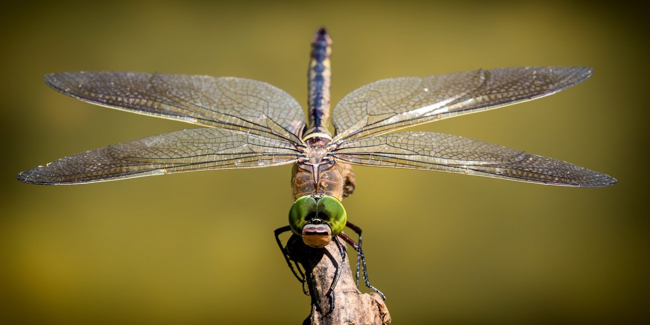 What Is The Importance Of Identifying And Classifying Insects?