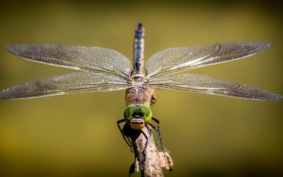 What Is The Importance Of Identifying And Classifying Insects?