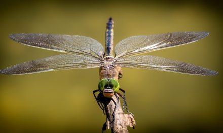 What Is The Importance Of Identifying And Classifying Insects?