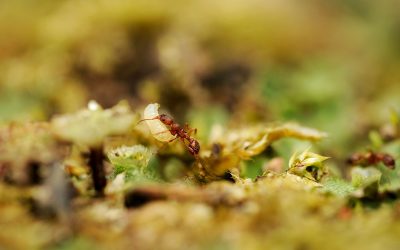 What Are Those Small White Things That Ants Carry Around?