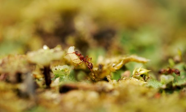 What Are Those Small White Things That Ants Carry Around?