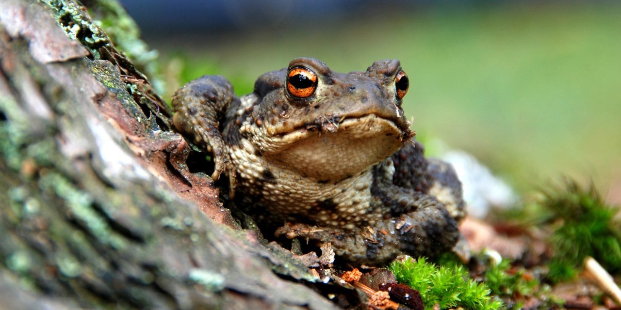 UK Toads