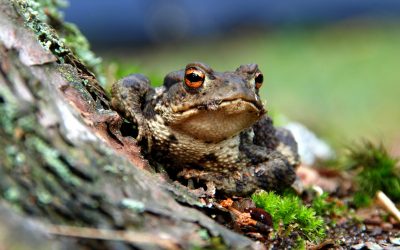 UK Toads