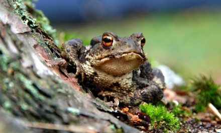 UK Toads