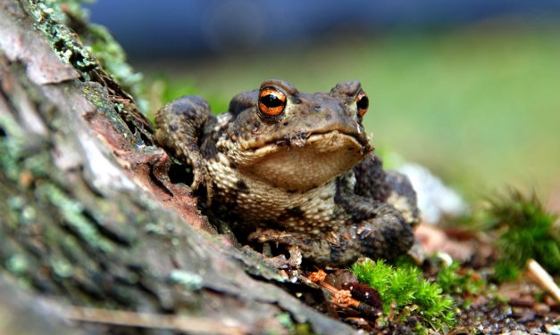 UK Toads