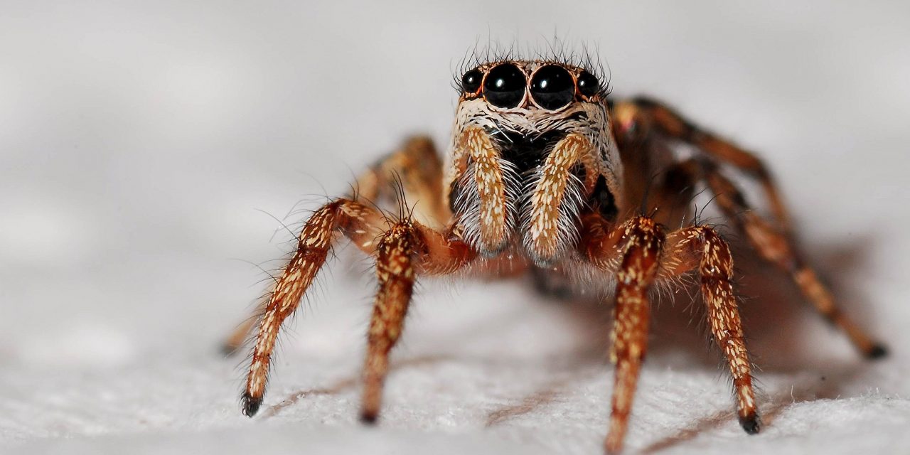 Why Are Spiders Good For The Ecosystem?