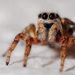 Why Are Spiders Good For The Ecosystem?